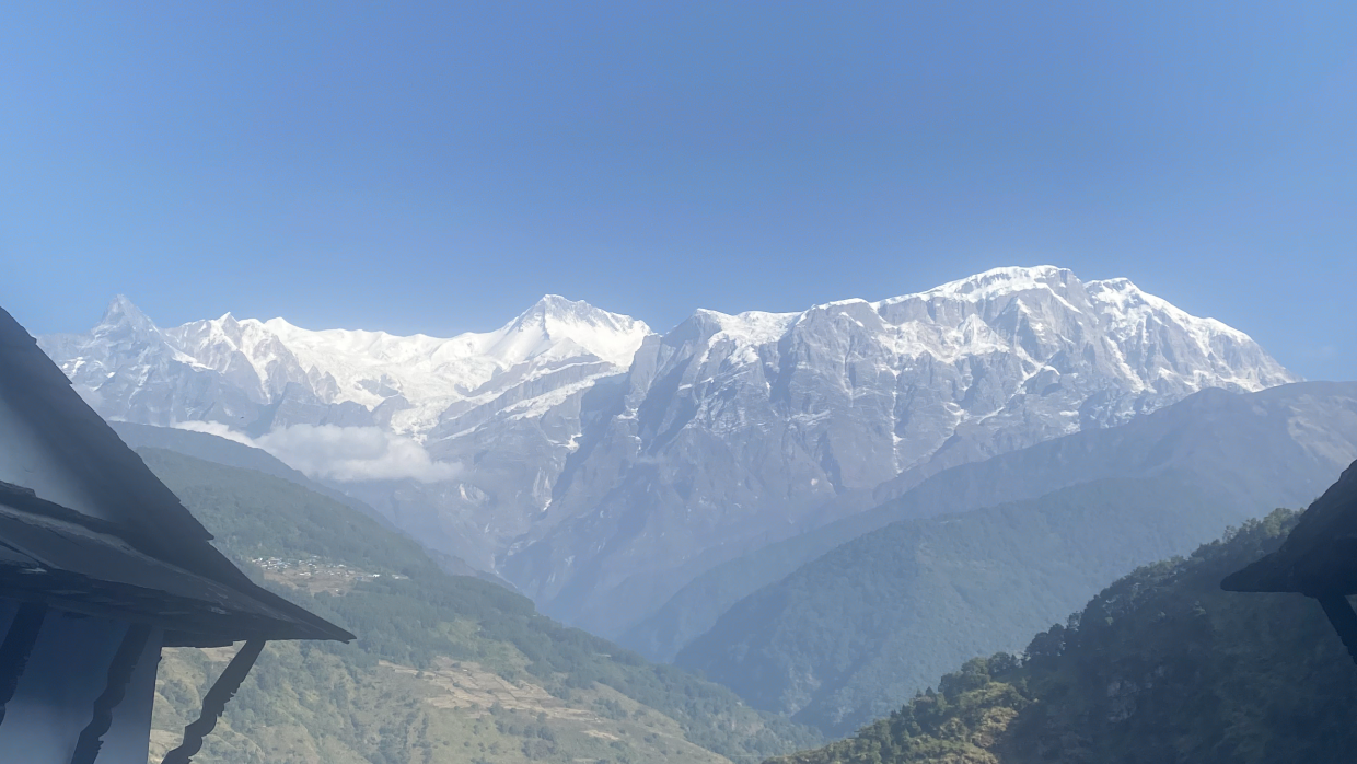 Himalayan Giant Nettle